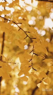 秋日里的银杏叶银杏树氛围感